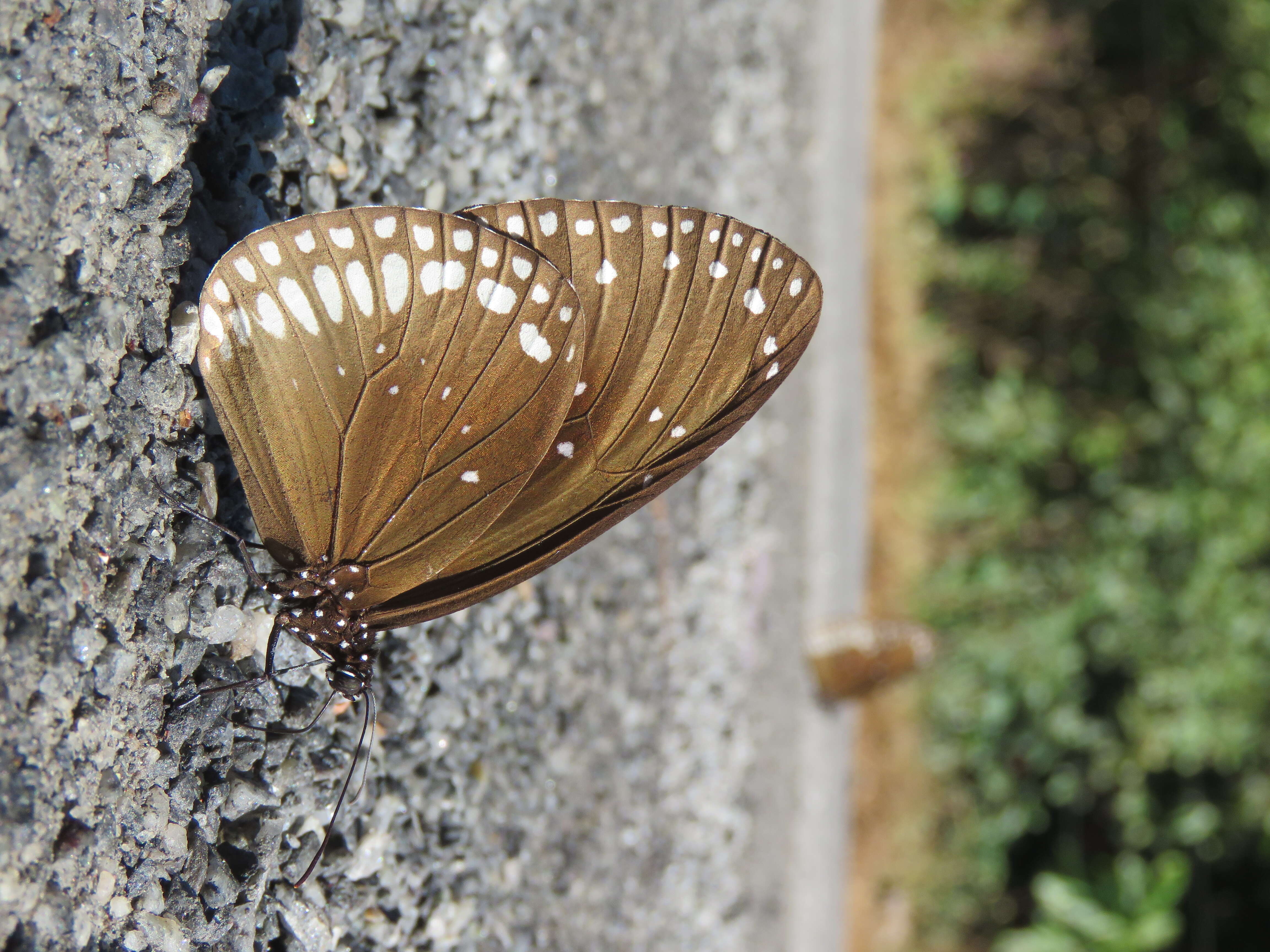 Image of Euploea core Cramer 1780