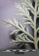 Image of Roman wormwood