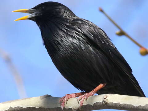 Image of Spotless Starling