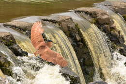 Image of Nankeen Night Heron