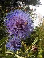 Image of cardoon