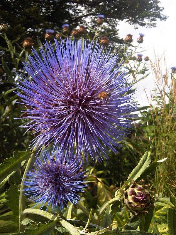 Image of cardoon