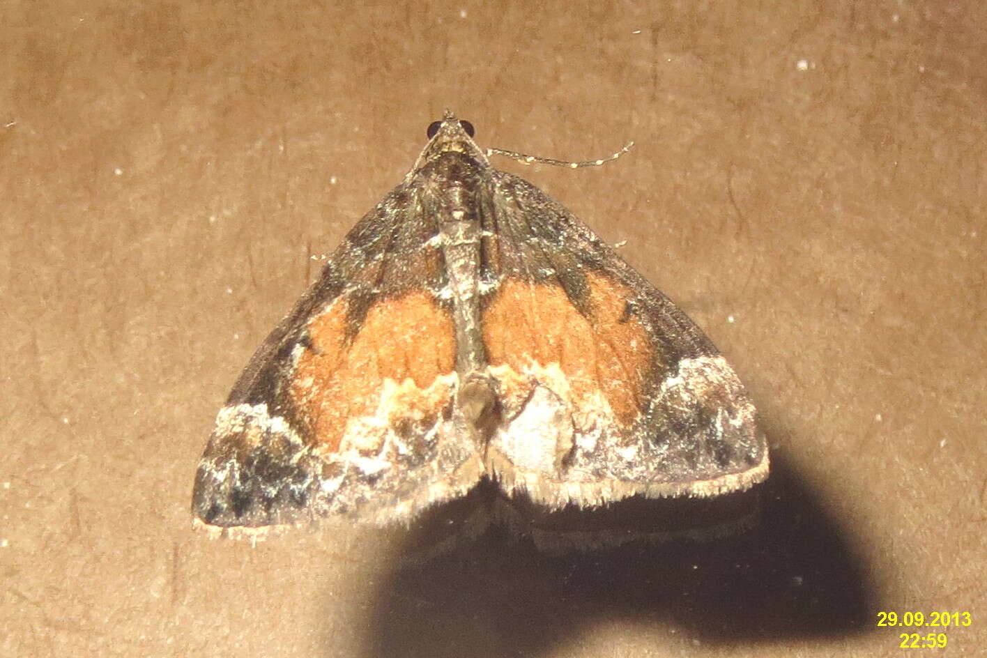 Image of common marbled carpet