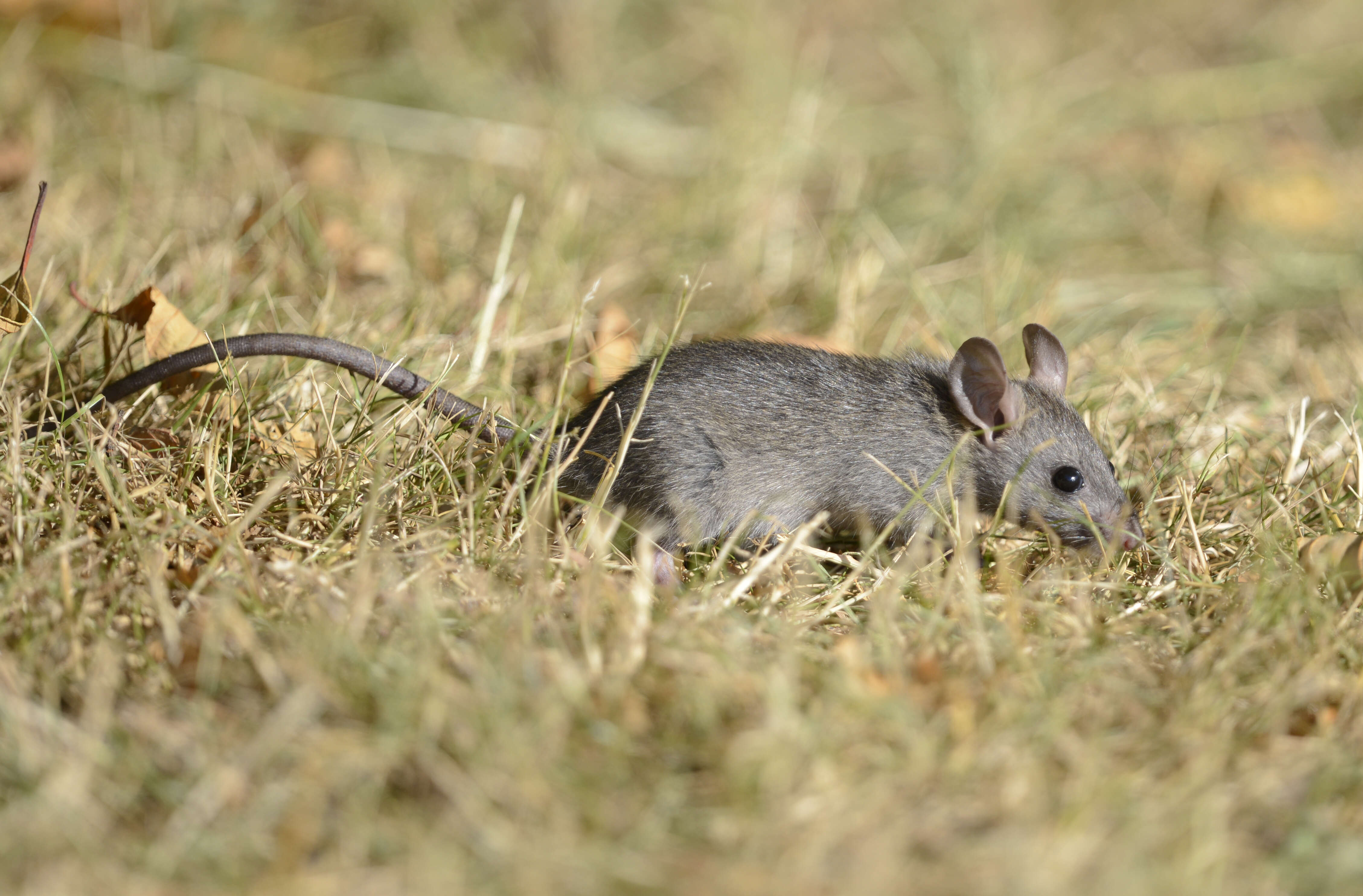 Image of Brown Rat