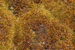 Image of andreaea moss