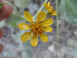 Image of sea daisy