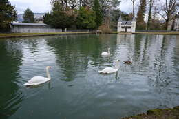 Image of Mute Swan