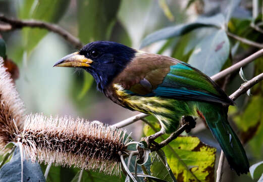 Image of Great Barbet