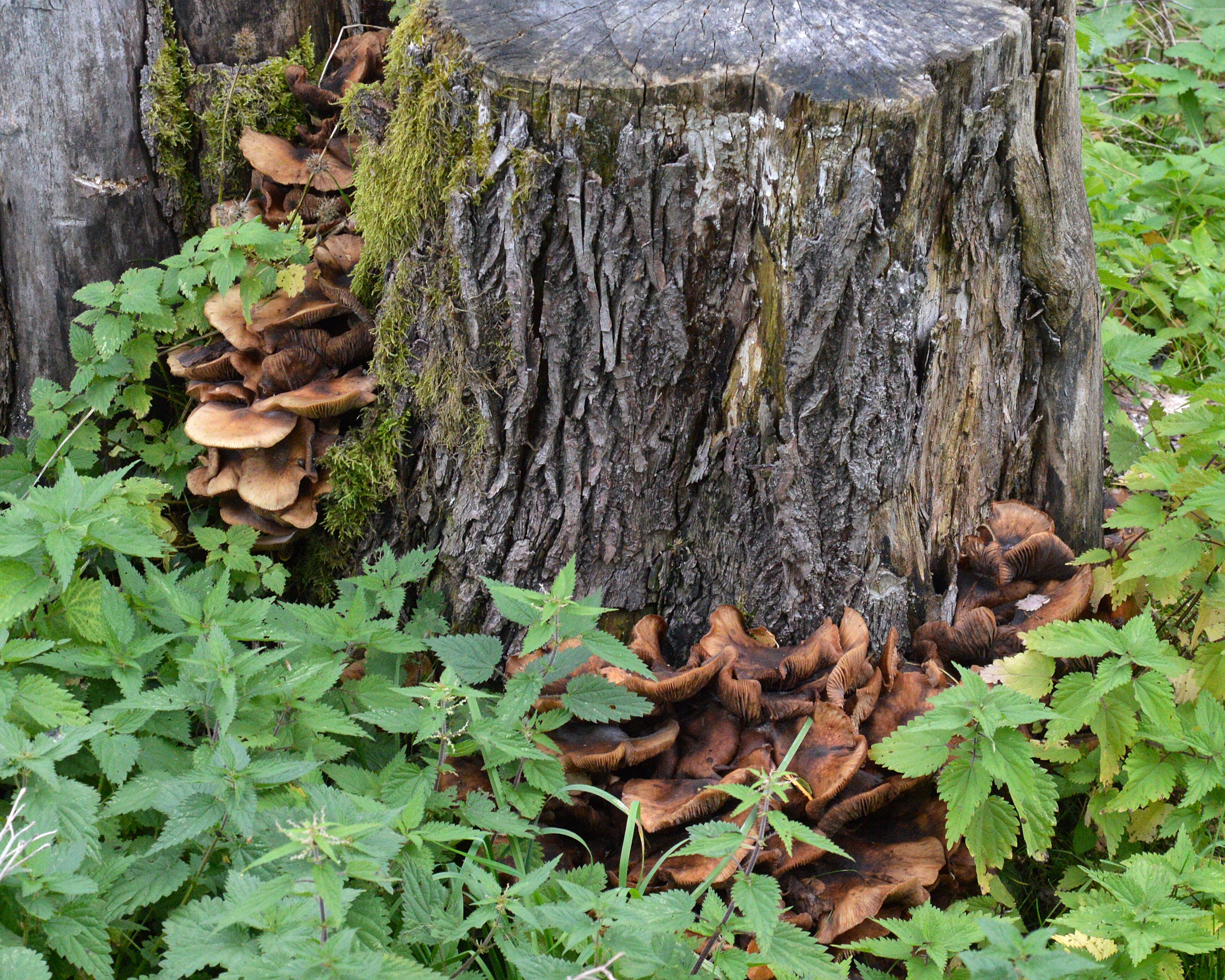 Image of Armillaria ostoyae (Romagn.) Herink 1973