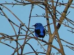 Image of Short-billed Honeycreeper