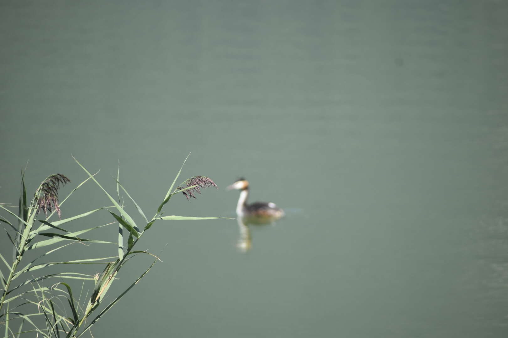 Image of Podiceps Latham 1787