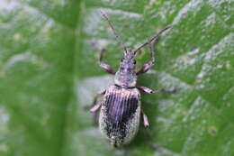 Image of Phyllobius (Metaphyllobius) pomaceus Gyllenhal 1834