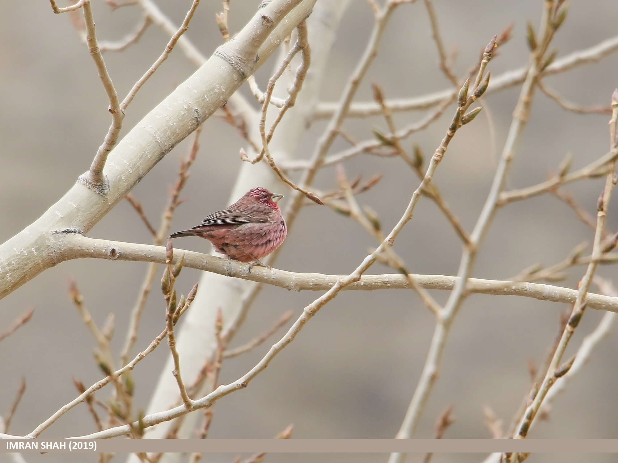 Plancia ëd Carpodacus rhodochlamys (Brandt & JF 1843)