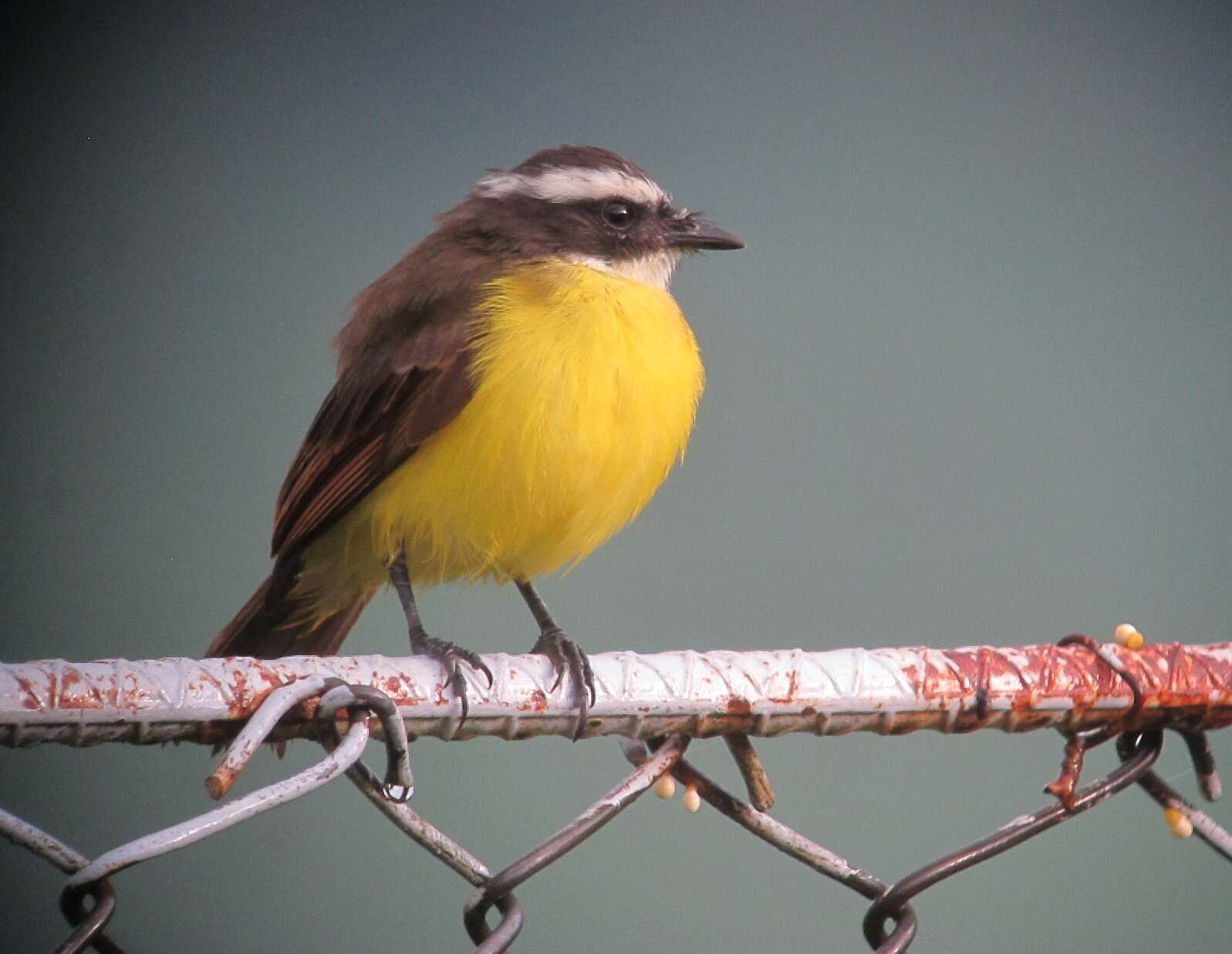 صورة Myiozetetes cayanensis (Linnaeus 1766)