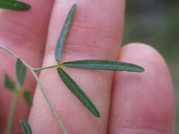 Imagem de Glycine microphylla Tindale