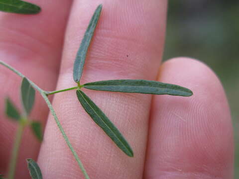 Image of Small-leaf glycine