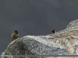 Image of Fire-fronted Serin