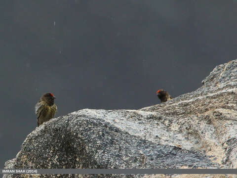 Image of Fire-fronted Serin