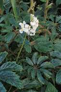 Image of Begonia carolineifolia Regel