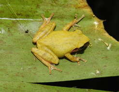 Image of Pseudophilautus amboli (Biju & Bossuyt 2009)