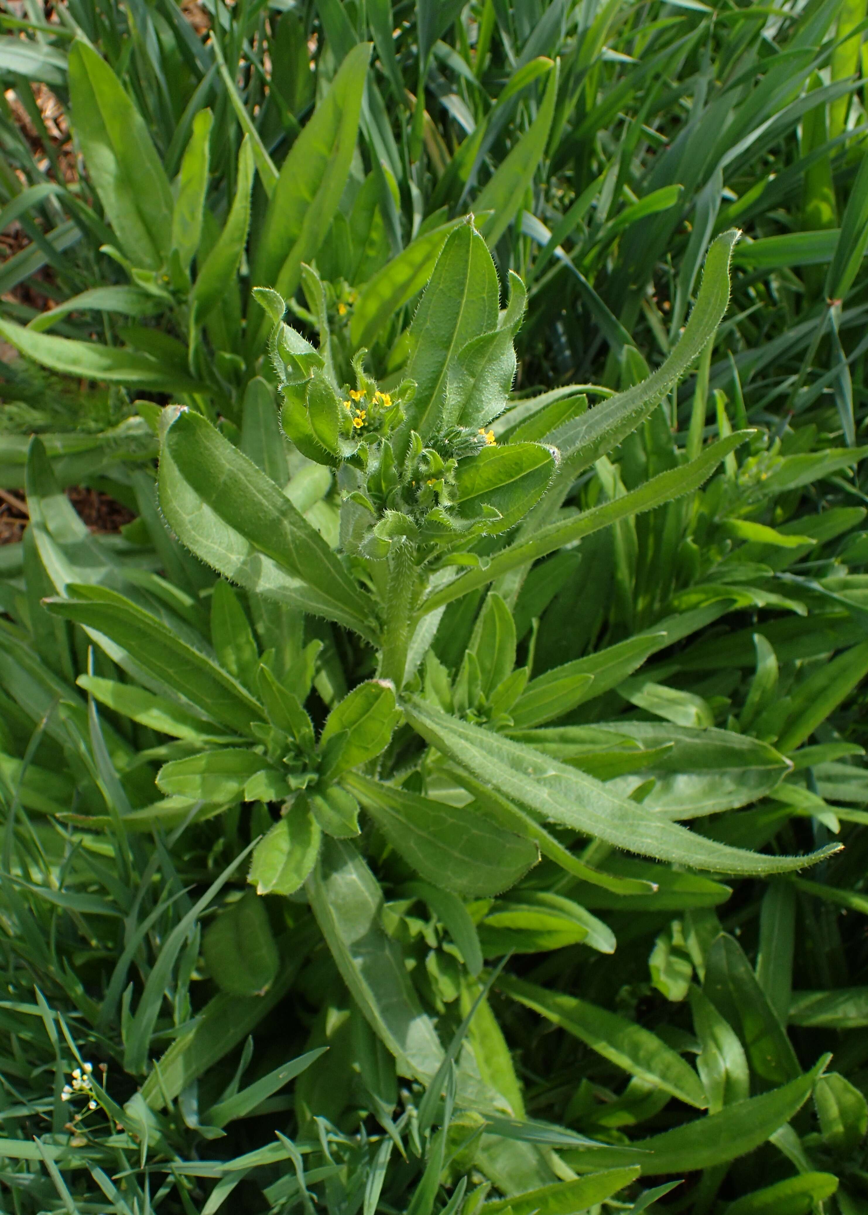 Image of Amsinckia calycina (Moris) Chater