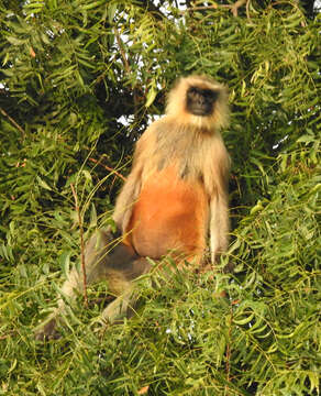 Image of Dussumier's Malabar Langur