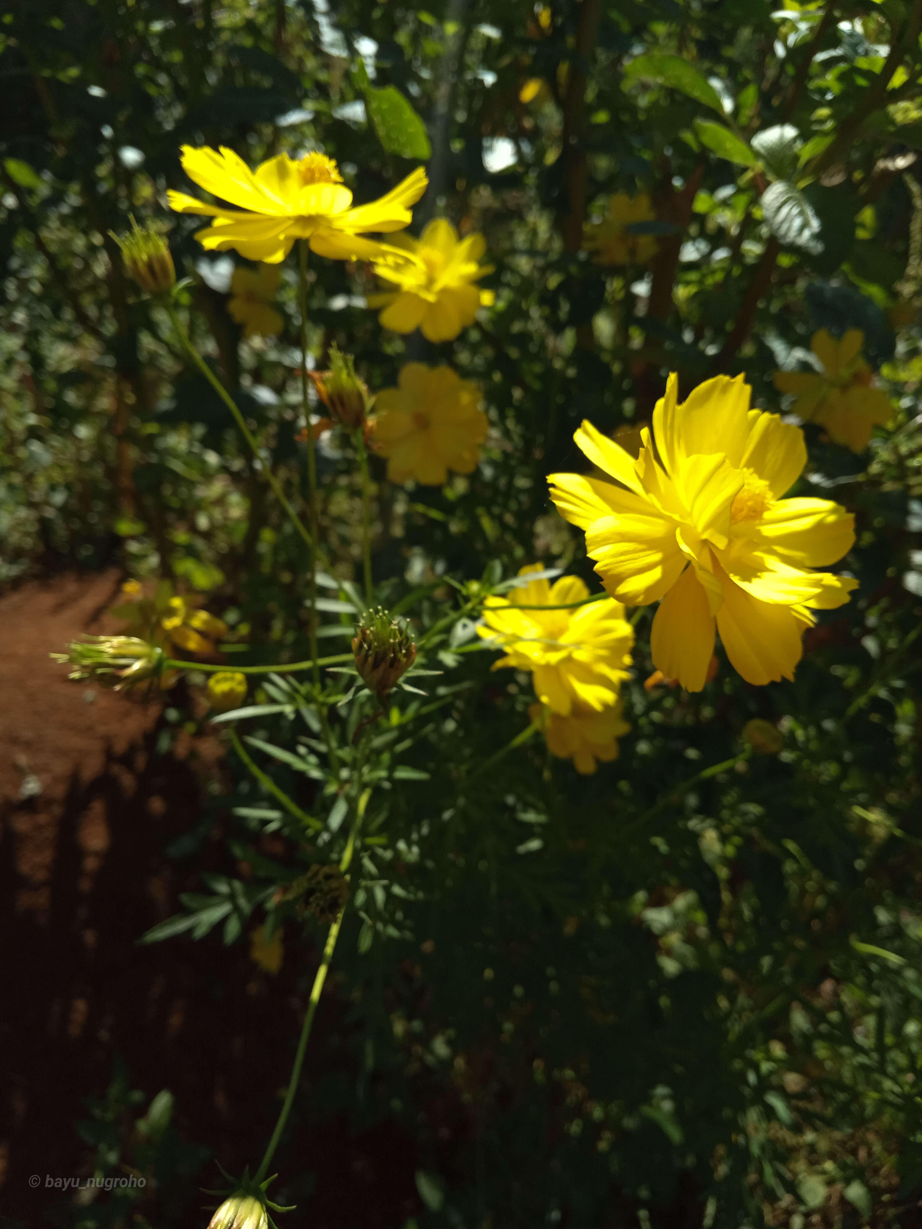 Image of sulphur cosmos