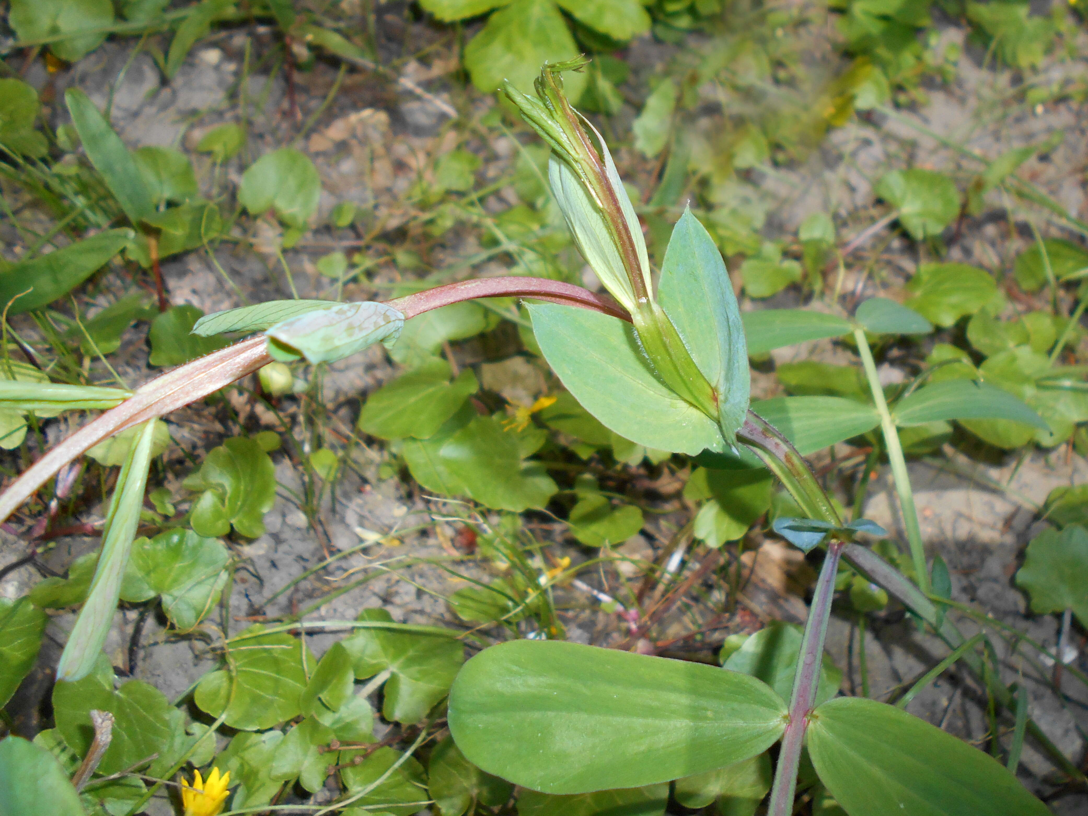 Image of Lathyrus pisiformis L.