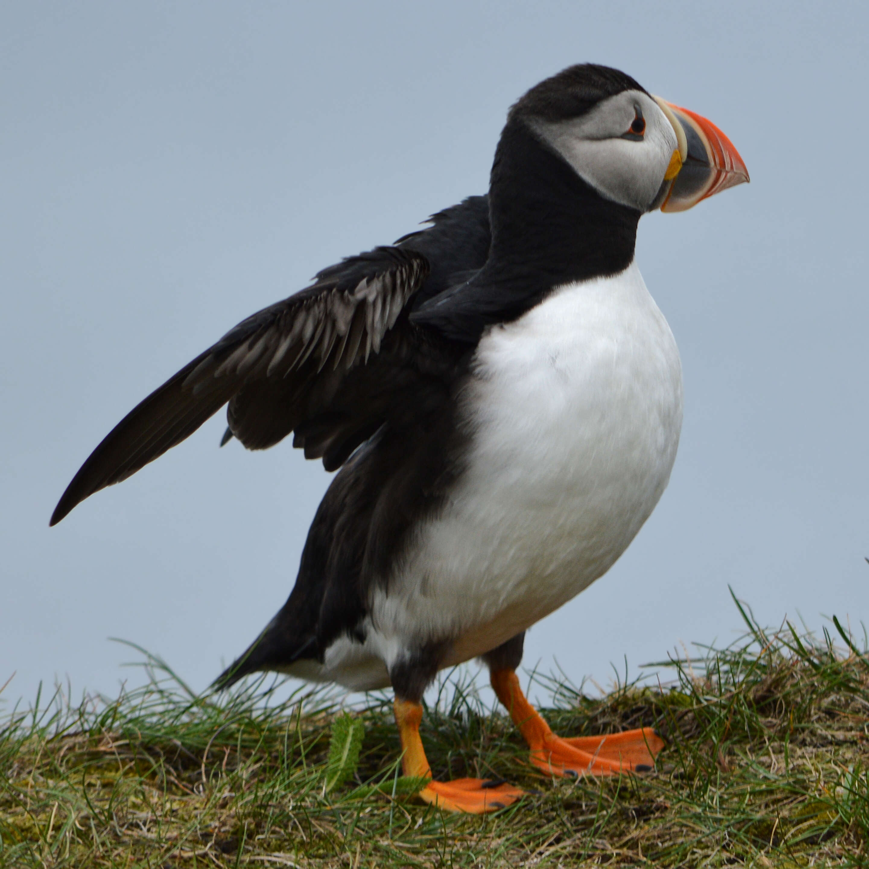 Image of Puffin