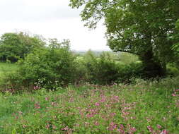 صورة Silene dioica (L.) Clairv.