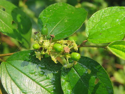 Image of Indian Jujube