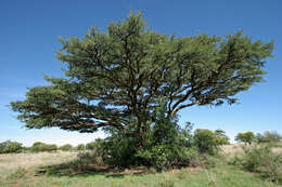 Plancia ëd Vachellia erioloba (E. Mey.) P. J. H. Hurter