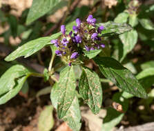 Image of common selfheal