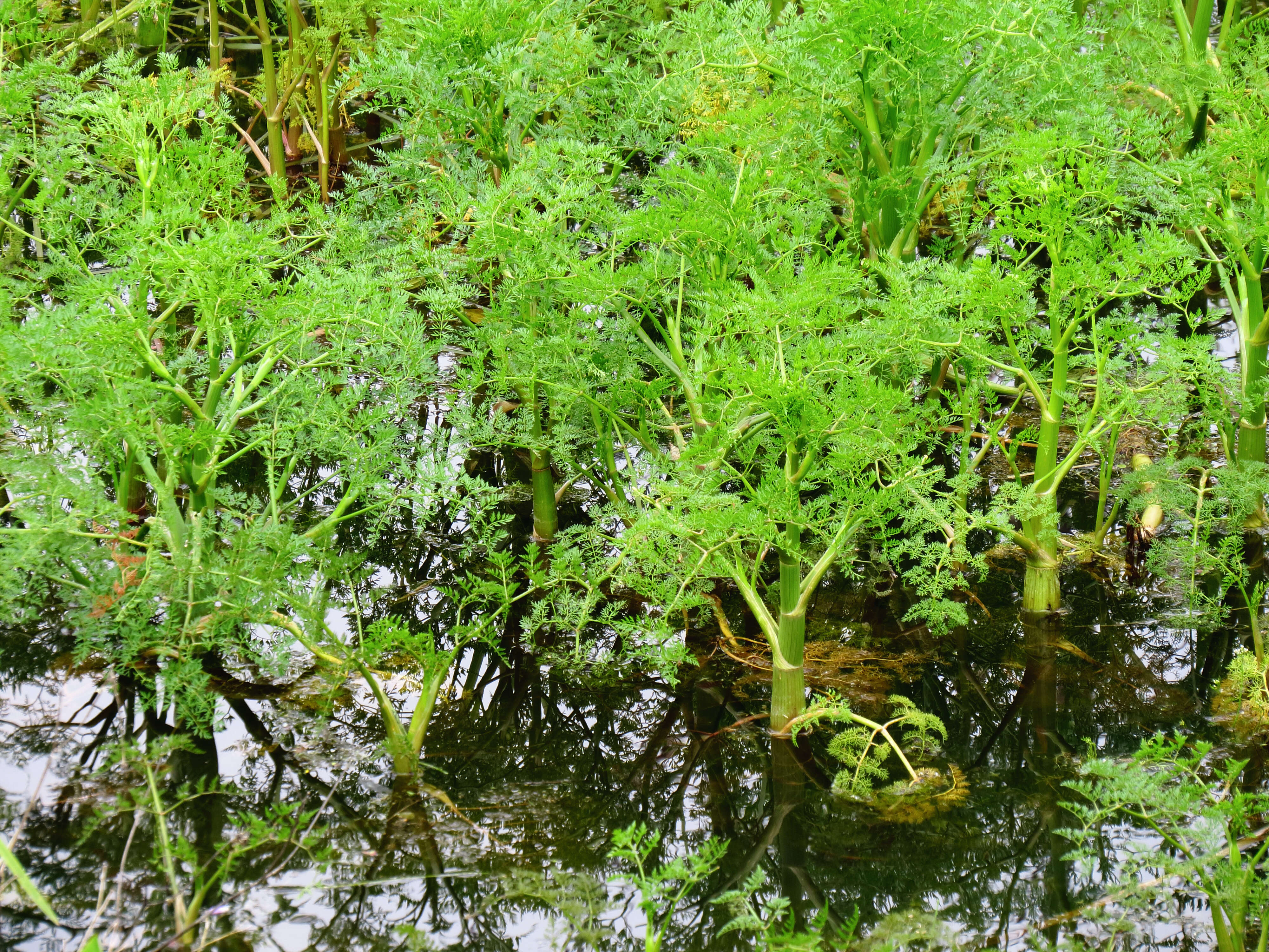 Imagem de Oenanthe aquatica (L.) Poir.