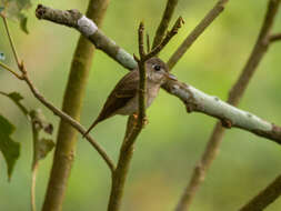 Image of Brown-breasted Flycatcher