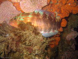 Image of Gunther's wrasse