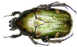 Image of Gametis jucunda (Faldermann 1835)