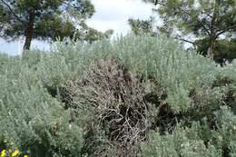 Image of Artemisia arborescens L.