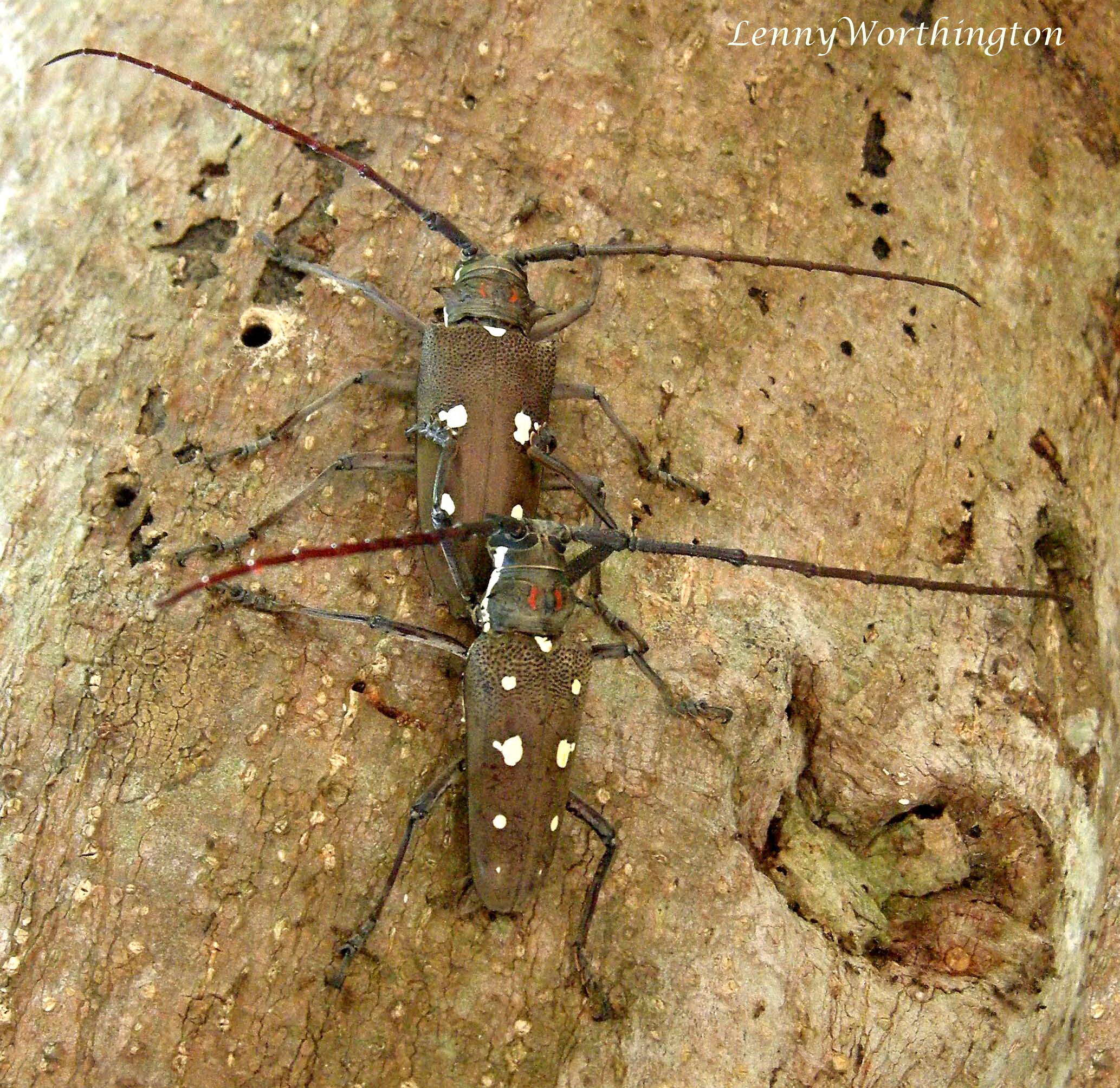 Image of Batocera rubus (Linné 1758)