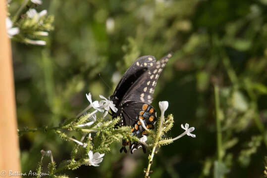 Image of Black Swallowtail