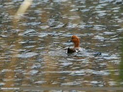 Image of Eurasian Wigeon