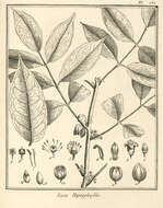 Image of Protium heptaphyllum (Aubl.) March.