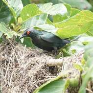 Image of Metallic Starling