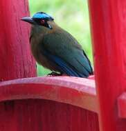 Image of Andean Motmot