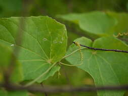 Image of Solena amplexicaulis (Lam.) Gandhi ex Saldanha & Nicolson