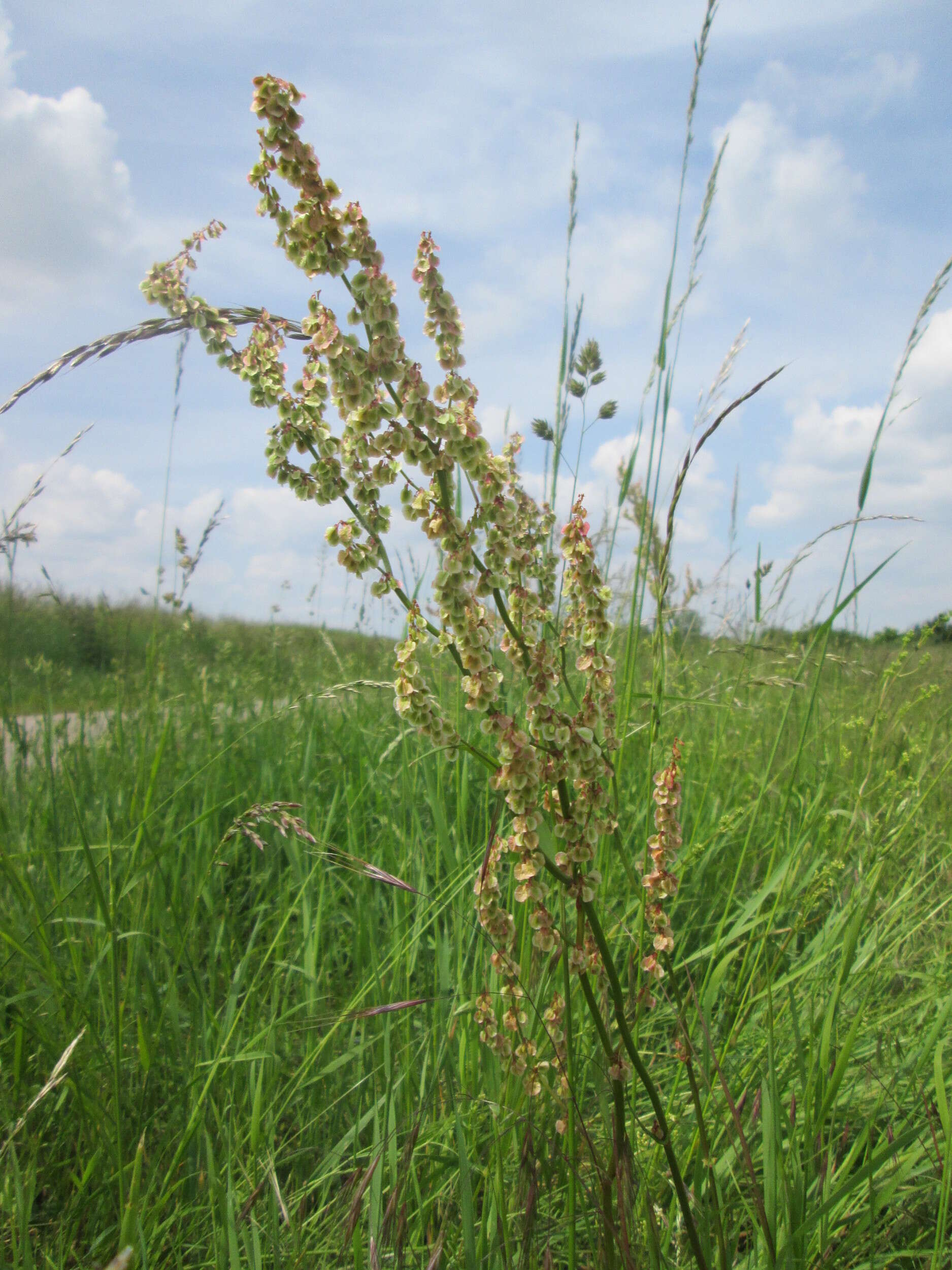 Image of Common Sorrel