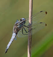 Image of Blue Chaser