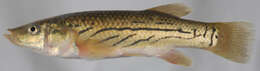 Image of Striped Killifish