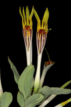 Слика од Agelanthus natalitius (Meissn.) R. M. Polhill & D. Wiens