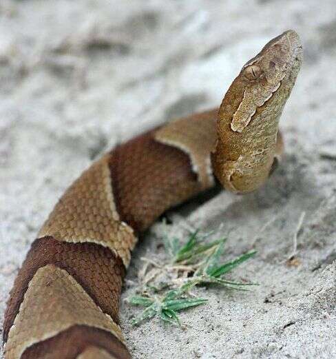 Image of Copperhead